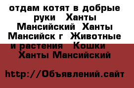 отдам котят в добрые руки - Ханты-Мансийский, Ханты-Мансийск г. Животные и растения » Кошки   . Ханты-Мансийский